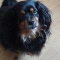 https://uk.holidog.com/ImagesPetSitters/E849F67D-7C5A-4104-BBFC-E4AEB2566A56_square_120.jpg Reliable-sitter-73518-1
