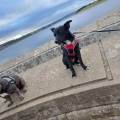 https://uk.holidog.com/ImagesPetSitters/E9904DEC-EF45-42AE-AA7B-1675E7919103_square_120.jpg 62905-0