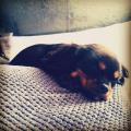 https://uk.holidog.com/ImagesPetSitters/E99AC0B9-243C-4E4F-BA0E-FB5B9415C791_square_120.jpg Keen-animal-lover!-71428-1