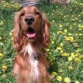 https://uk.holidog.com/ImagesPetSitters/EA2457CB-908D-474E-B053-4C9E56210DFA_square_120.jpg Dogs,-dogs-&-dogs-153901-1