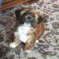 https://uk.holidog.com/ImagesPetSitters/EB661FEF-AE0C-4845-A759-C76DA683CFF6_square_120.jpg Walkies-300020-3
