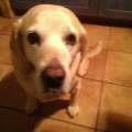 https://uk.holidog.com/ImagesPetSitters/EB8F653A-0575-4DDE-ADA4-92C818404EE2_square_120.jpg Animals-lover-:)-167662-3