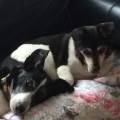 https://uk.holidog.com/ImagesPetSitters/EC124239-1452-42D8-A008-9BE6F6B229D2_square_120.jpg Pets-are-better-than-people!-232229-2