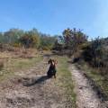 Dog-walking/services-(IMDT)-110700-2