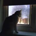 https://uk.holidog.com/ImagesPetSitters/EC487530-35BC-4C77-941A-AAE829041388_square_120.jpg Animal-lover--290798-1
