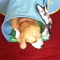 https://uk.holidog.com/ImagesPetSitters/ECD76109-F34C-4BB4-8343-2374FC7E4A5A_square_120.jpg home-from-home-63358-1