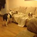 https://uk.holidog.com/ImagesPetSitters/ECDDC307-B01B-489D-9891-362B69E0C9F5_square_120.jpg pet-sitting-service-65057-0
