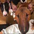 https://uk.holidog.com/ImagesPetSitters/ECEFD79A-C3E3-4BE6-AB2F-9CD0BF592B97_square_120.jpg Dog-sitter-in-your-home-47512-1