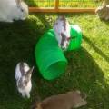 https://uk.holidog.com/ImagesPetSitters/ED054F1D-11D9-4049-873C-F7456ABAA559_square_120.jpg Animal-Loving-Experienced-Pet-Carer-103655-1