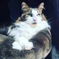 A-genuine-pet-lover--214543-3