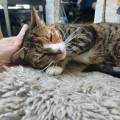 https://uk.holidog.com/ImagesPetSitters/ED7C7F09-AD1F-43D5-8AE0-552D47049007_square_120.jpg Jill,-your-cats-new-best-friend!-656992-3