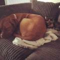 https://uk.holidog.com/ImagesPetSitters/EDBB22AD-728F-48C3-A81B-C2A6036CEF8D_square_120.jpg Dog-&-Cat-Haven--212308-3