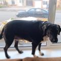 https://uk.holidog.com/ImagesPetSitters/EDF6736C-F3B9-476B-A945-3FD54BA25480_square_120.jpg Making-your-pets-happy-78739-3