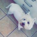 https://uk.holidog.com/ImagesPetSitters/EDF77019-C24F-4CC3-B461-670BC3A6C667_square_120.jpg Dog-loving-and-friendly-home.-79769-3