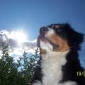 https://uk.holidog.com/ImagesPetSitters/EEF8CD27-2008-4574-9147-6E40E1C2A229_square_120.jpg Dog-isn't-an-animal,dog-is-a-friend-241793-0