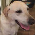 https://uk.holidog.com/ImagesPetSitters/EF0FE469-6628-4D38-A3AA-D019A74B2EC2_square_120.jpg Need-fun-and-safe-petsitting?-31933-1