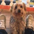 https://uk.holidog.com/ImagesPetSitters/EFFB5E78-FC8D-4451-8788-70876882A292_square_120.jpg Dog-lover-and-trainer!-205392-1