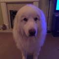 https://uk.holidog.com/ImagesPetSitters/F15033AB-9708-41B6-A112-10395E91601D_square_120.jpg All-about-dogs!-238552-2