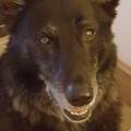 https://uk.holidog.com/ImagesPetSitters/F196A075-52E6-4B57-B438-DF6246E28B6E_square_120.jpg Pawfect-pet-sitting-with-Tracy-603765-0