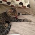 https://uk.holidog.com/ImagesPetSitters/F22FAE0A-A65D-427F-ADC1-5A57893A9956_square_120.jpg Cat-Lover-203410-2
