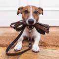 https://uk.holidog.com/ImagesPetSitters/F26A1F27-7064-445A-8520-C393A88BD3CC_square_120.jpg Walkies-300020-1