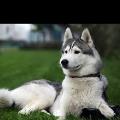 https://uk.holidog.com/ImagesPetSitters/F40271FD-B593-4C13-B755-2774D19E6540_square_120.jpg Dog-Heaven!-66591-0
