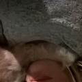 https://uk.holidog.com/ImagesPetSitters/F46B3297-7708-494B-B61E-B9B3BA36FE6B_square_120.jpg Dog-Lover--235369-0