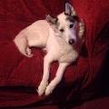 https://uk.holidog.com/ImagesPetSitters/F4D17796-C74B-4A3A-9E0E-0039BD3A1B7E_square_120.jpg 20820-1