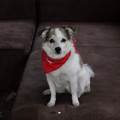 https://uk.holidog.com/ImagesPetSitters/F618415E-3A6E-4CC5-9AED-E451B7184962_square_120.jpg Complete-care-246380-1