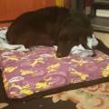 https://uk.holidog.com/ImagesPetSitters/F6740CCE-3D1F-4E5F-9B1E-EC15CE29B58A_square_120.jpg dogs--184061-1