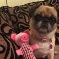 https://uk.holidog.com/ImagesPetSitters/F82446D8-4696-4132-9237-BBD19A26441B_square_120.jpg Loving,-Energetic-home-for-all-Dogs-149946-3