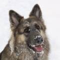 https://uk.holidog.com/ImagesPetSitters/F86D405C-DECA-4AE4-96D0-2108D7664C9B_square_120.jpg Animal-Lovin'-167788-1