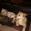 https://uk.holidog.com/ImagesPetSitters/F8E87824-94FF-4EE9-BBEB-12F327CF3490_square_120.jpg 61062-1
