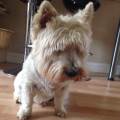https://uk.holidog.com/ImagesPetSitters/FA153DB2-DB30-4637-A79C-E2C51E60AA22_square_120.jpg 106416-3