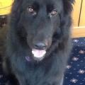 https://uk.holidog.com/ImagesPetSitters/FD437307-512C-45F4-B5C9-B95C6CBDD40D_square_120.jpg 38822-1