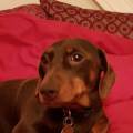 Dogs-are-your-best-friend-231106-1