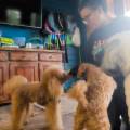 https://uk.holidog.com/ImagesPetSitters/FDA7C2F2-6168-413F-B335-84CF4BAD8E7A_square_120.jpg Calm-Care-in-Your-Dog's-Home-🐾-656646-2
