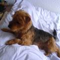 https://uk.holidog.com/ImagesPetSitters/FF7E1F2E-0B21-4CC4-9688-FF072319DBB4_square_120.jpg My-dog-is-the-Prince-of-the-House-101562-0