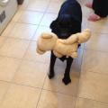 petsitter stranger